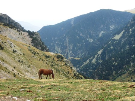 a horse grazing on a mountain