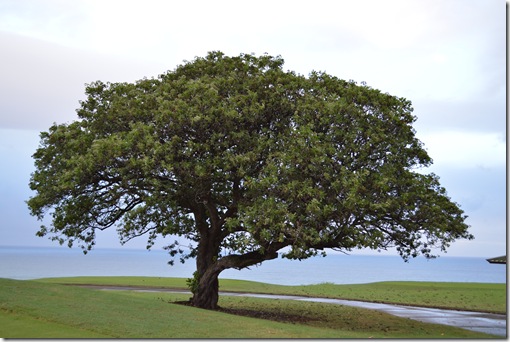 Westin Princeville 050