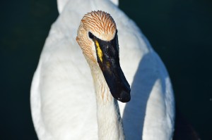 a white bird with a black beak