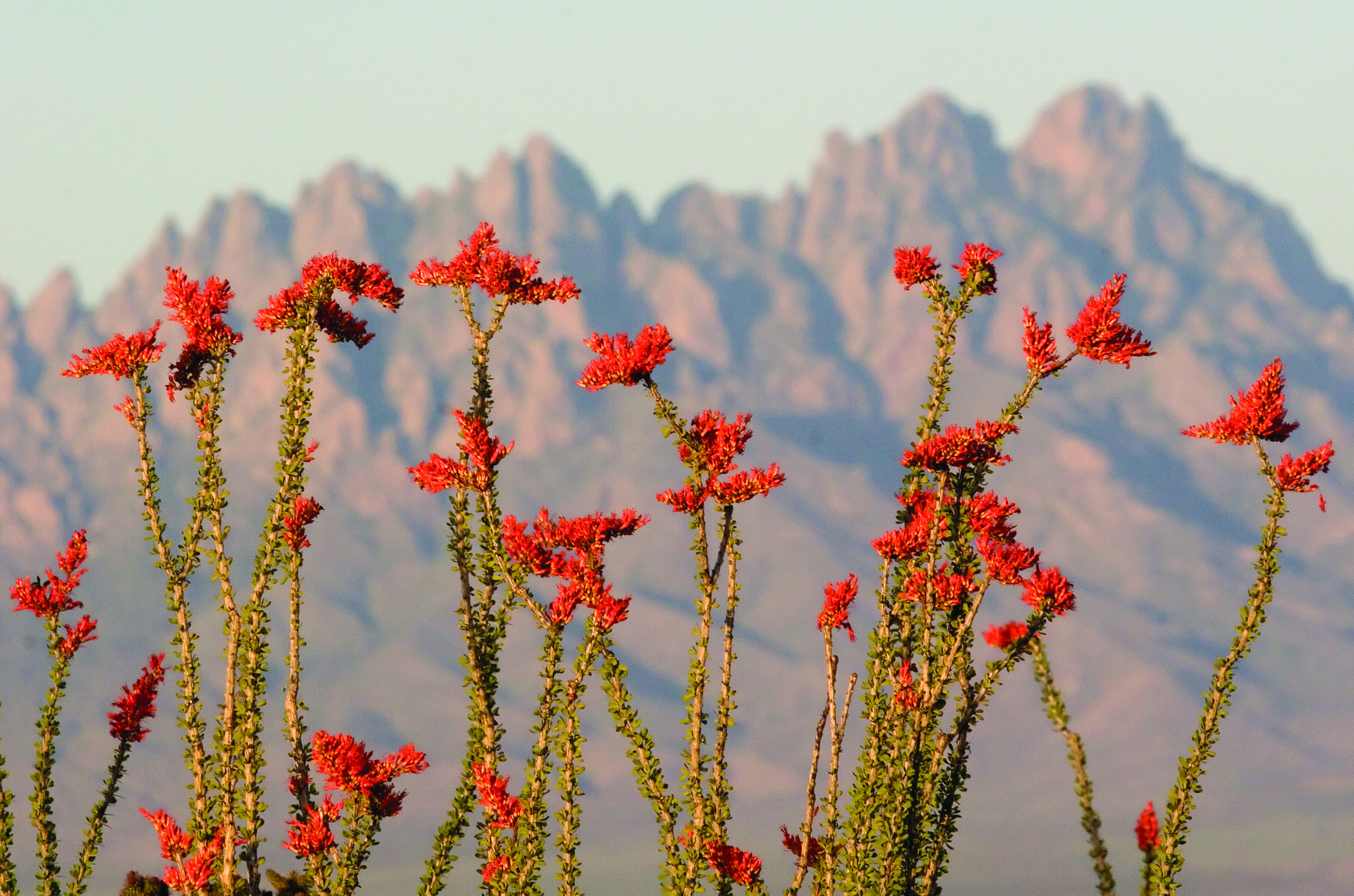 Organ Mountains Flowers - image courtesy of Las Cruces CVB 