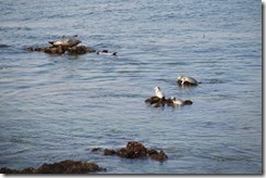 Harbour seals at Hopkins