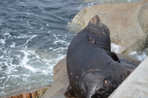 Scarred sea lion.