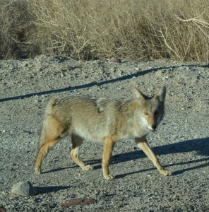 Death Valley Trick-ster-Treat 