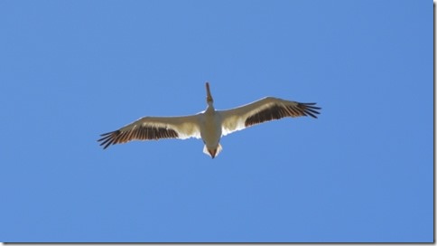 American-White-Pelican-cu