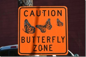 Butterfly-Zone_thumb.jpg