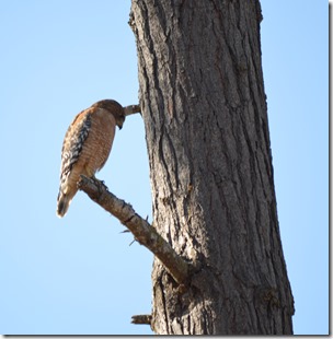 Coopers Hawk