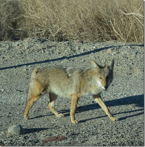 Coyote in Death Valley