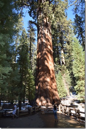 General Sherman-1