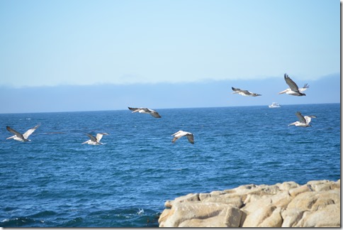 Pelicans over Point Pinos