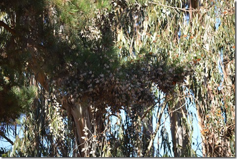 Pine monarchs