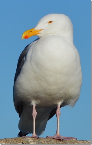 Seagull-full body