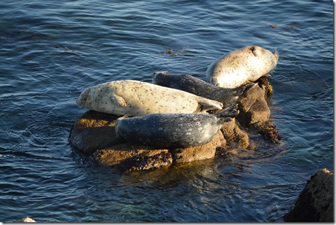 Seal mates