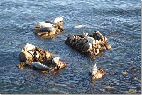 Ten seals on rocks