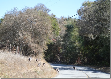 wild turkeys