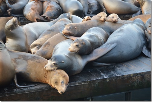 Pier 39 sea lions