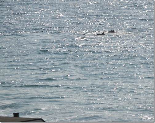 Porpoises