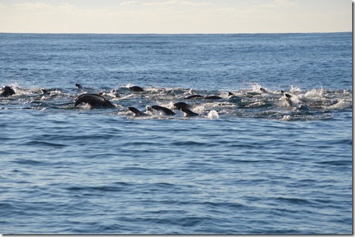 Sea lion feeding frenzy