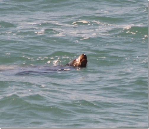 Sea lion off Malibu