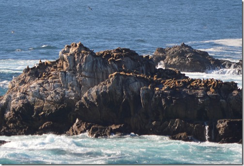 Sea lion rocks