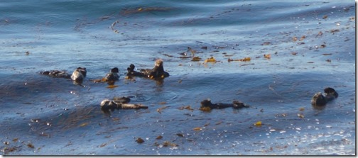 Sea otter raft