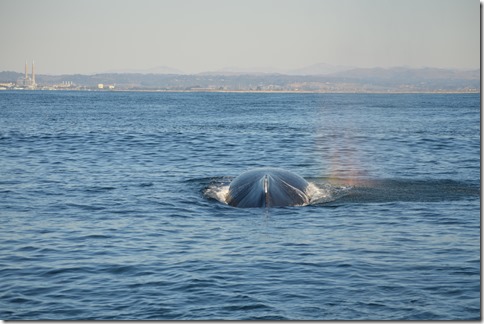 Whale-2
