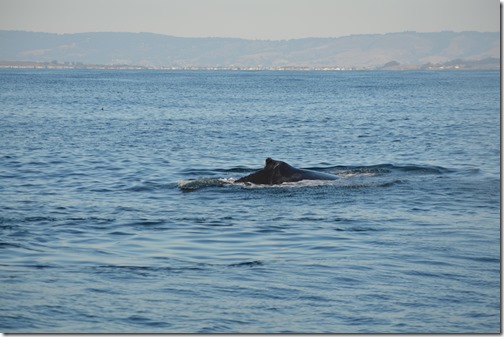 Whale-4 dorsal fin