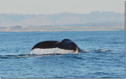 Whale Tail-2-CU