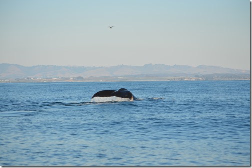 Whale Tail-2