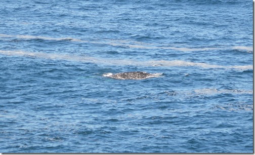 Whale near shore