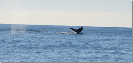 Whale tail-4
