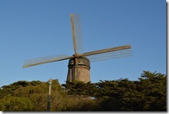 GGP Monterey cypress