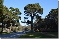 GGP Monterey pine