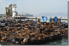 Pier 39 sea lions