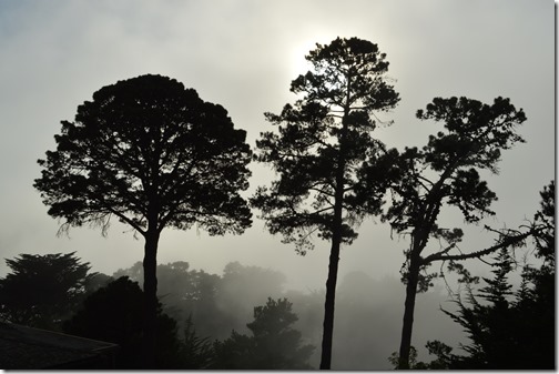 Three pines in fog