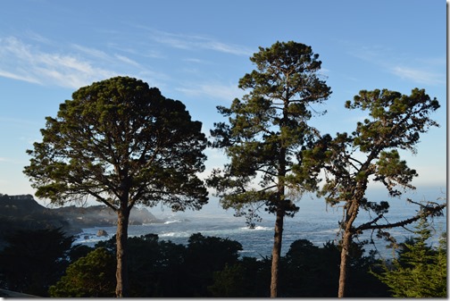 Three pines in sun