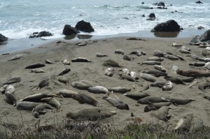 a group of seals lying on the beach