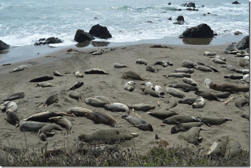 Elephant seals