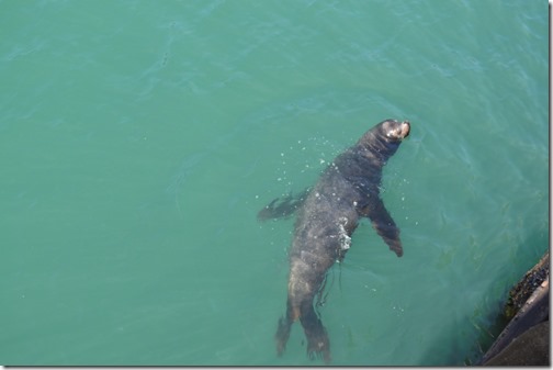 Sea lion