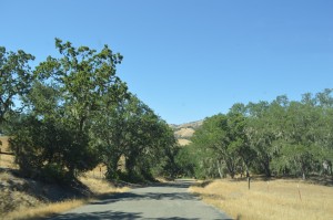 a road with trees and grass