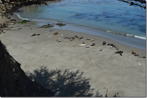 Point Lobos Whalers Cove harbor seals-1