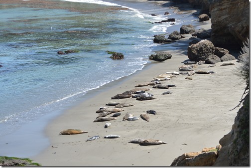 Point Lobos seals-2