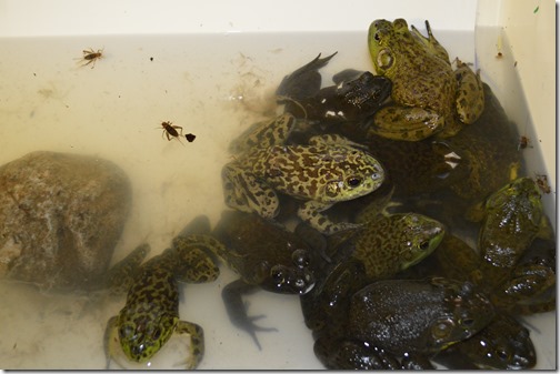 Frog tank