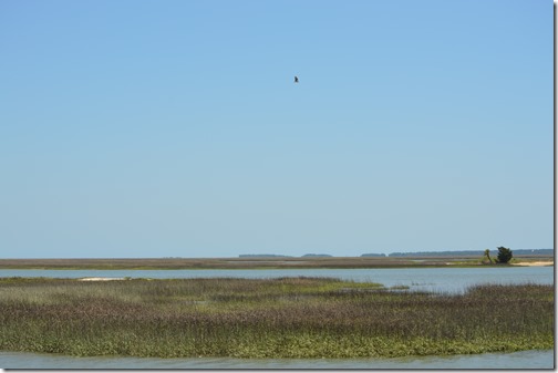 Osprey hunting