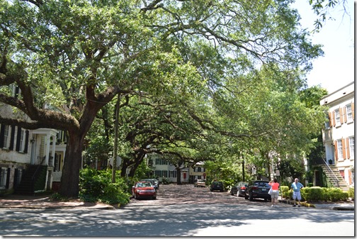 Savannah oaks canopy
