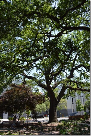 Telfair Square tree