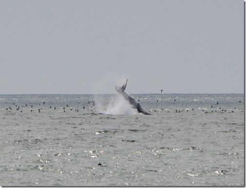 Humpback breach (2)