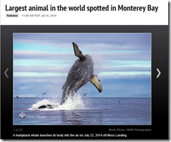 Monterey Bay humpback KSBW