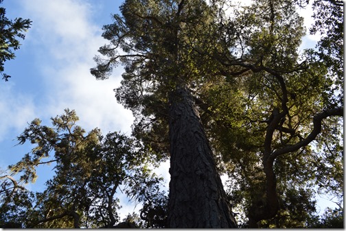 Monterey pine-2