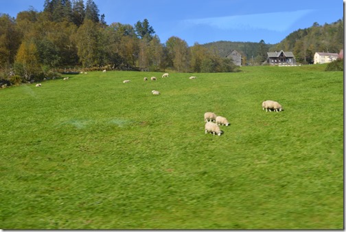 Norway sheep