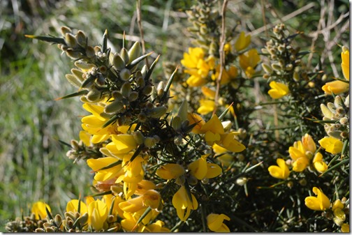 Gorse thorns